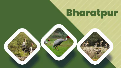 bharatpur tour mobile