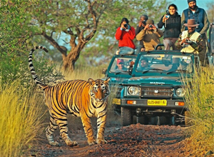 Jaipur to Ranthambore Tempo Traveller