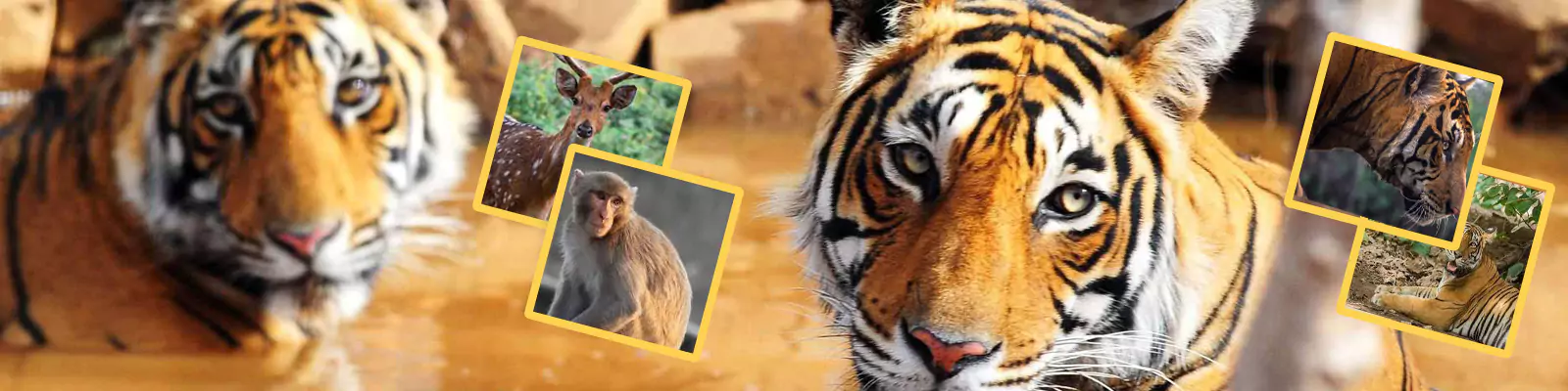 rajasthan wildlife tour package