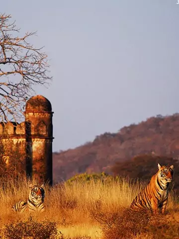 sariska wildlife tour